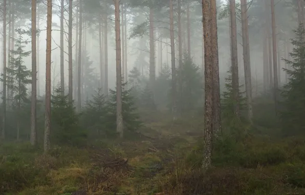 Лес, деревья, природа, туман, Норвегия, Norway, Telemark, Телемарк