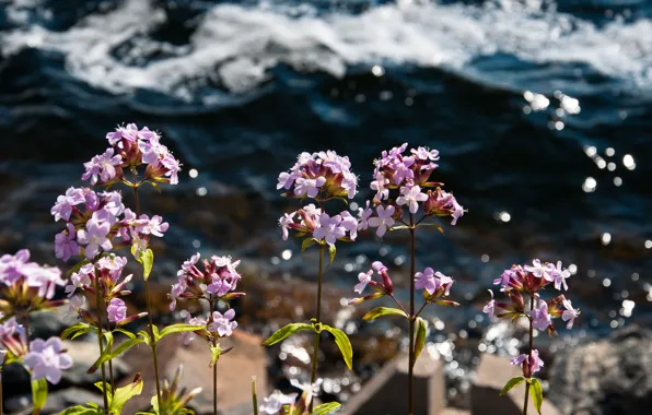 Море, вода, цветы, розовые, мелкие