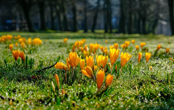 Картинка трава, капли, свет, деревья, цветы, желтый, роса, парк
