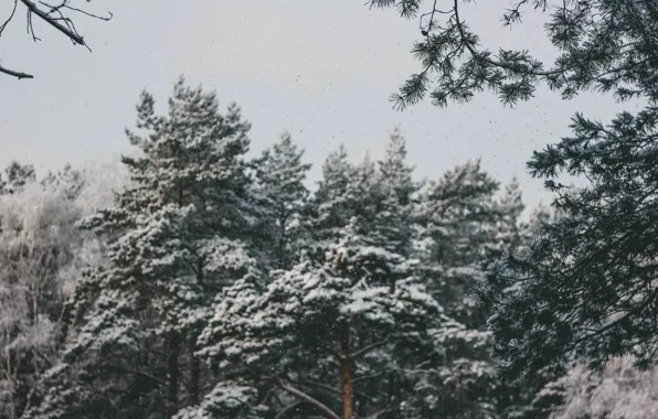 Зима, лес, снег, зимний лес