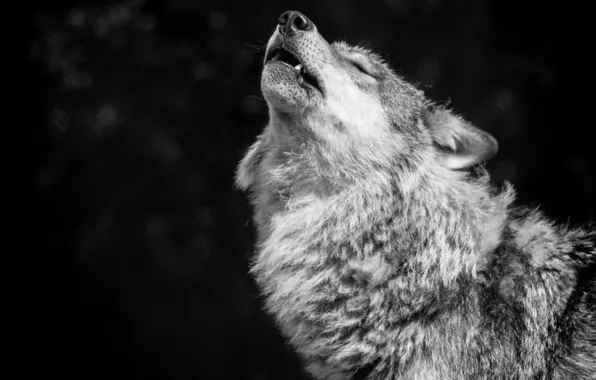 Картинка nature, predator, animal, wolf, wildlife, portrait, gray wolf, portrait.
