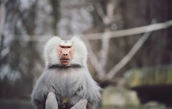 Silver, beautiful, baboon, hamadryas