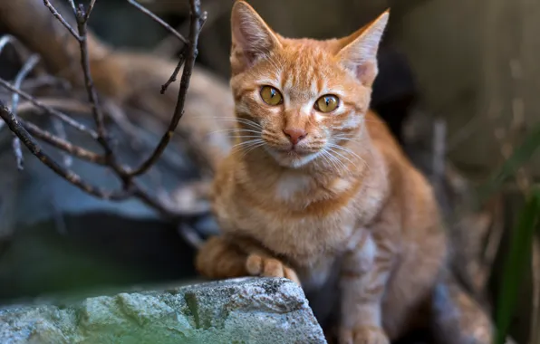 Картинка кошка, кот, взгляд, морда, природа, поза, фон, лапы