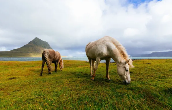 Картинка поле, горы, кони, лошади, Исландия, пасутся, исландские