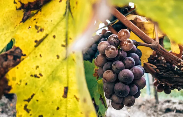 Leaves, grapes, vineyard