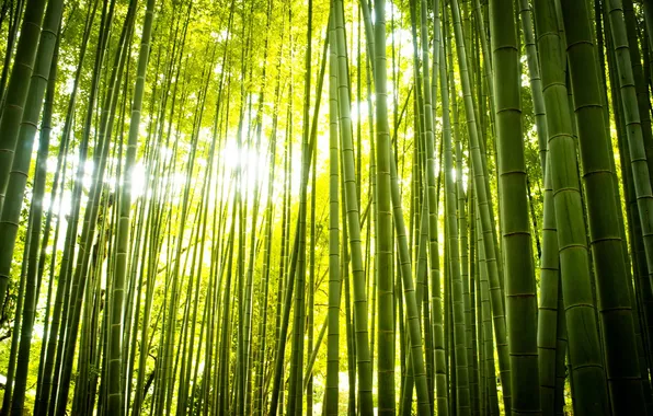 Лес, природа, бамбук