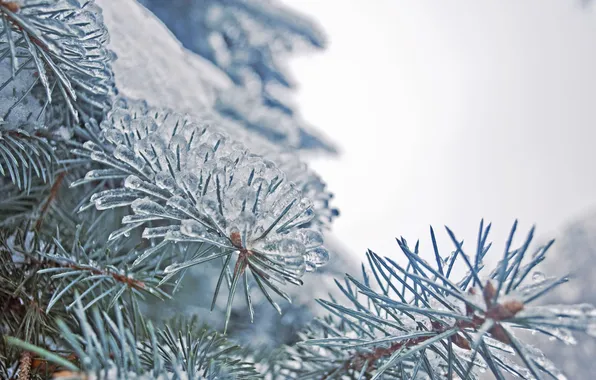 Картинка зима, елки, сосульки, замороженная природа