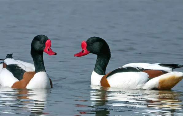Птицы, две, утки, красавицы, two, birds, beauty, ducks