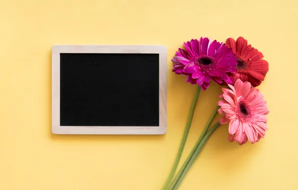 Цветы, рамка, colorful, герберы, pink, flowers, spring, gerbera