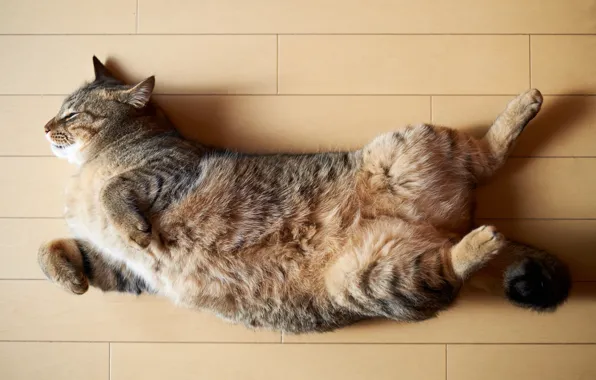 Картинка кошка, кот, сон, спит, на полу, лежа