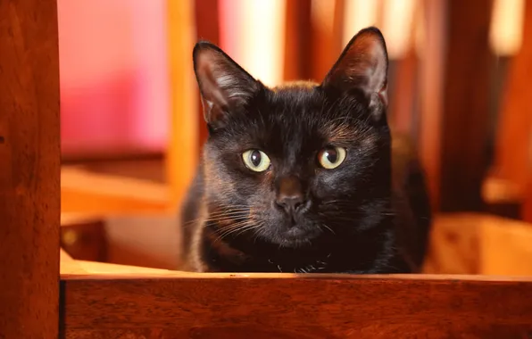 Картинка глаза, кот, черный, ушки, смотрит