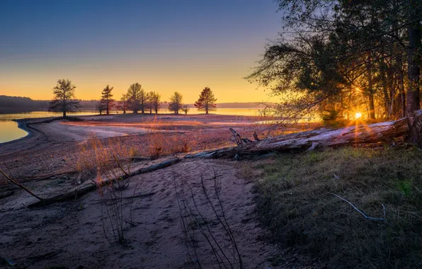 Картинка песок, лес, деревья, берег, коряга, бревно, водоем
