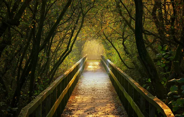 Осень, деревья, Германия, туннель, мостик