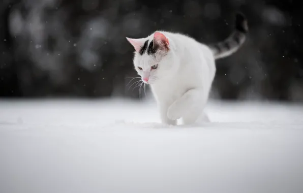 Картинка зима, кошка, снег, котейка