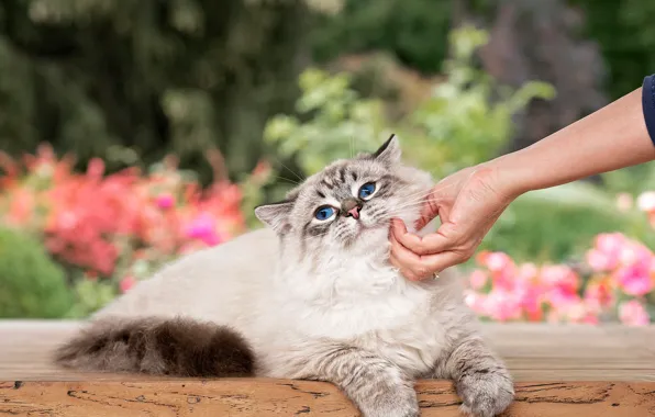 Кошка, кот, природа, рука, ласка, рэгдолл
