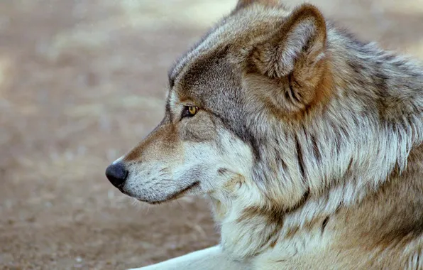 Nature, face, animal, wolf, wildlife, head, fur, mammal