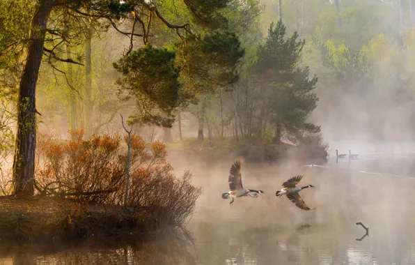 Картинка лес, вода, свет, деревья, природа, туман, река, утки