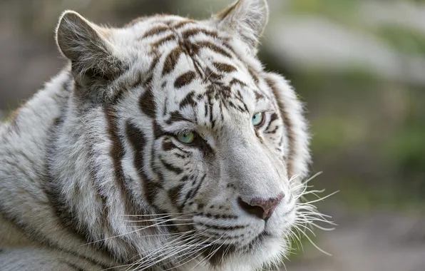 Картинка кошка, взгляд, морда, тигр, белый тигр