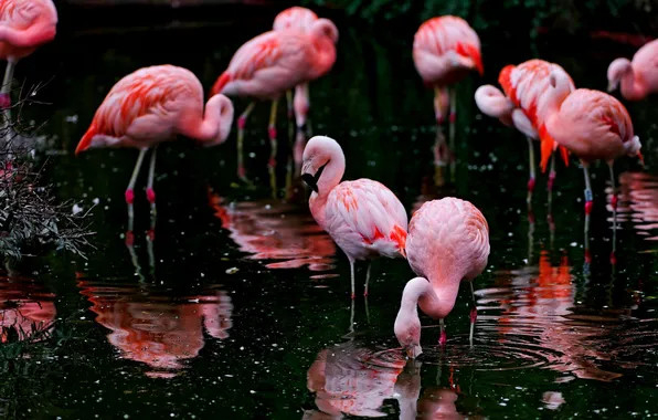 Картинка птицы, фламинго, водоём
