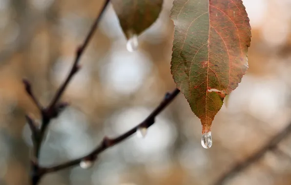 Осень, листья, природа
