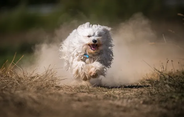 Картинка собака, пыль, бег, Гаванский бишон, лохматая