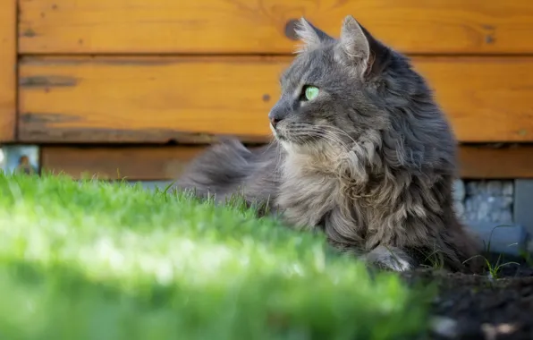 Кошка, трава, кот, взгляд, морда, поза, серый, доски