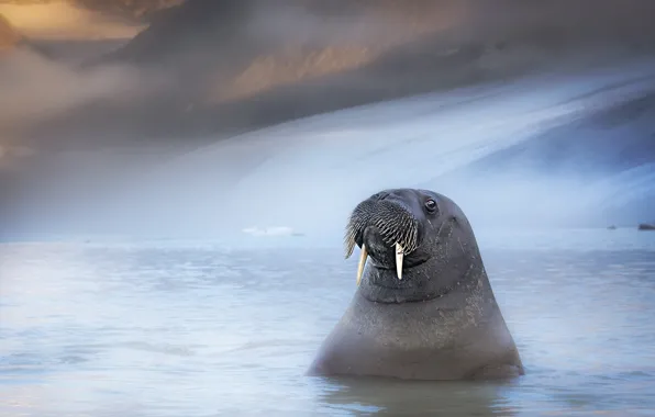 Зима, взгляд, морда, горы, туман, купание, морж, водоем