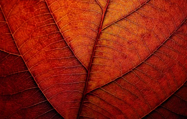 Осень, лист, текстура, рыжий