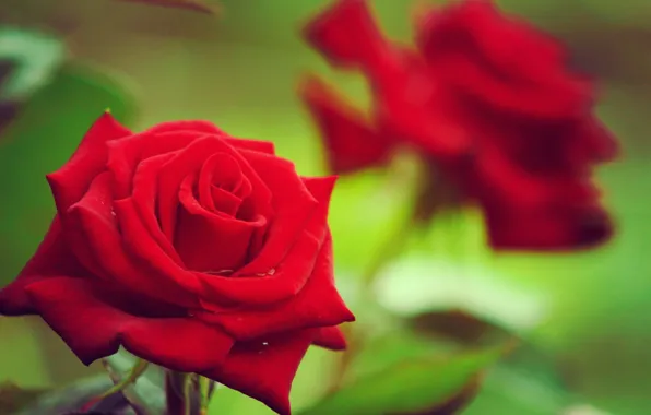 Солнце, цветы, природа, розы, nature, flowers, sun, roses