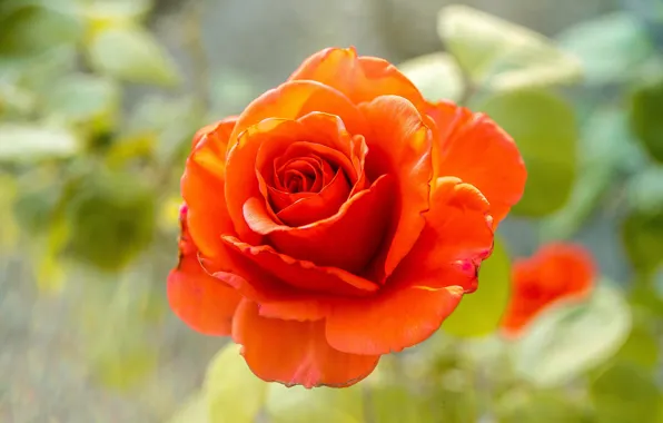 Картинка цветы, красный, розы, бутоны, алая, зеленый фон