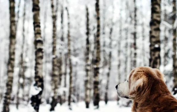 Картинка зима, лес, собака