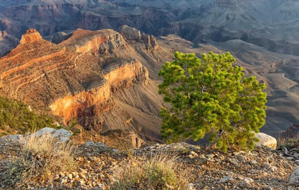 Картинка дерево, каньон, США, Grand Canyon