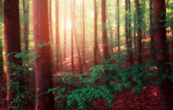 Лес, пейзаж, природа