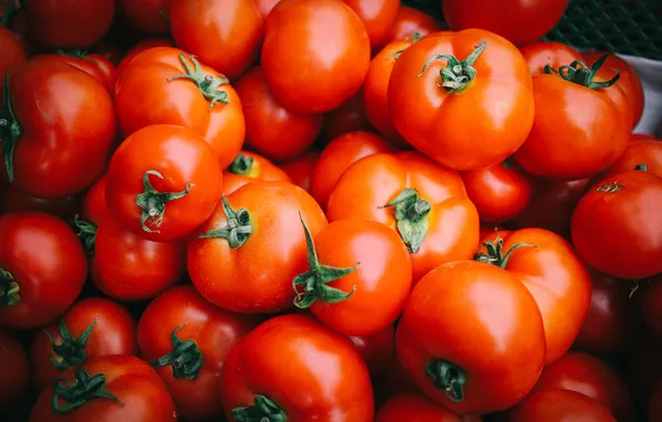 Красные, овощи, помидоры, много, томаты