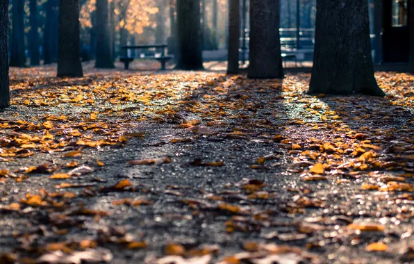Лес, скамейка, природа, дерево