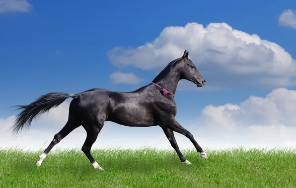 Green, grass, horse, happiness, gentle, mammal, mare, gelding