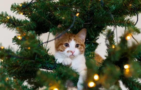 Кошка, белый, кот, праздник, елка, рыжий, котёнок, гирлянда