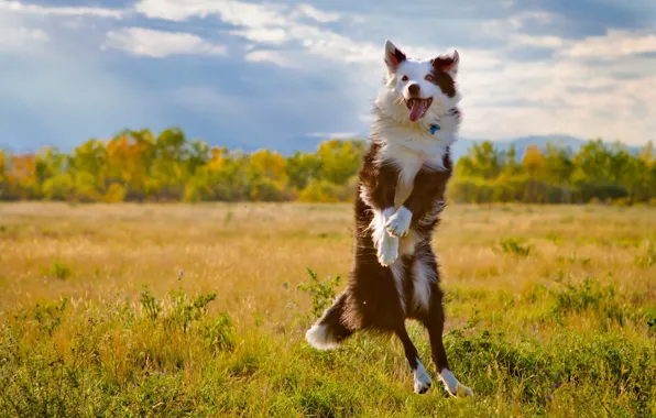 Картинка поле, прыжок, собака