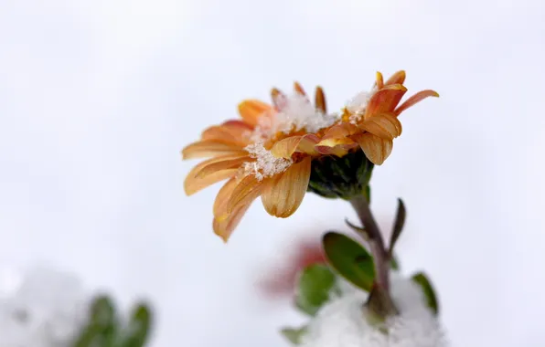 Картинка цветок, макро, снег, природа