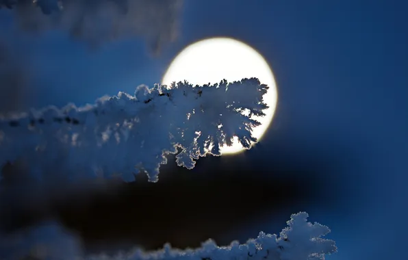 Картинка снег, ветки, луна