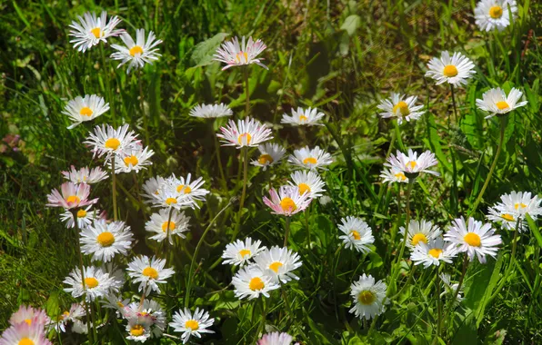 Flower, spring, daisy