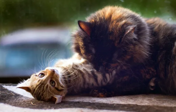 Кошка, глаза, взгляд, стекло, кошки, котенок, эмоции, серый
