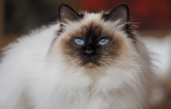 Кошка, кот, взгляд, морда, фон, портрет, голубые глаза, смотрит вверх