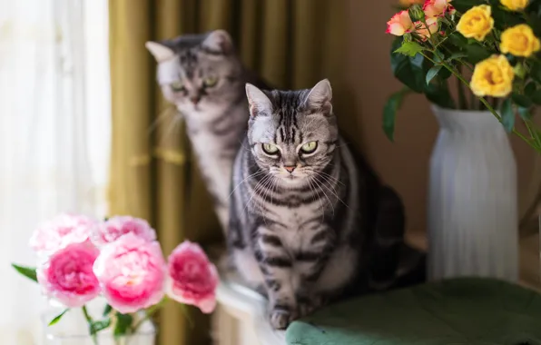 Кошка, кот, взгляд, цветы, розы, букет, желтые, окно