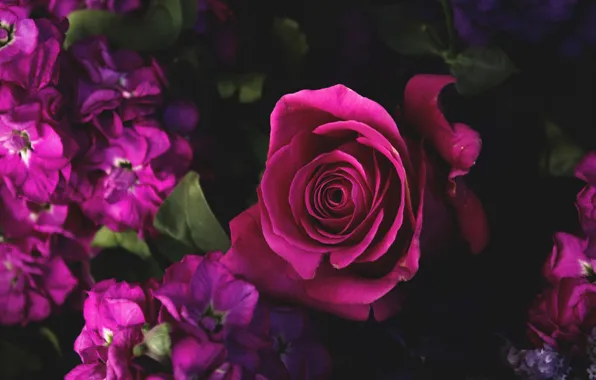 Картинка цветы, роза, лепестки