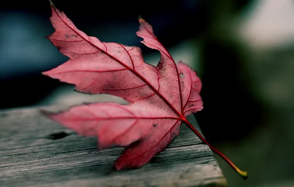 Осень, макро, лист