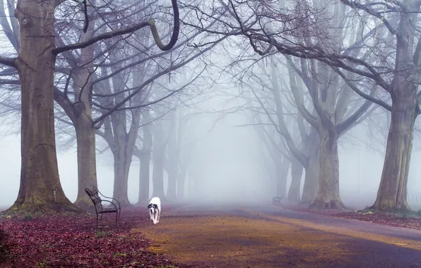 Картинка осень, деревья, туман, путь, собака, скамейки