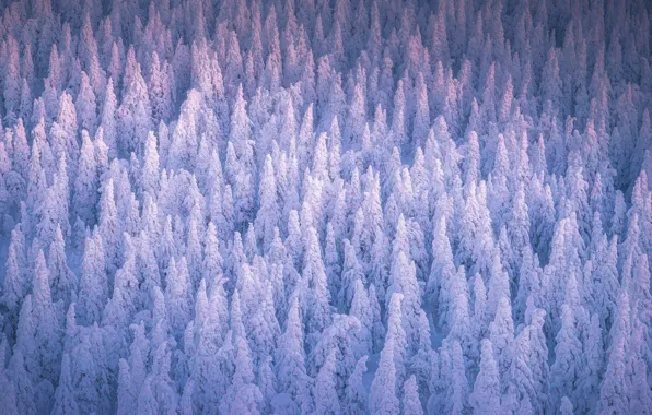 Nature, Wood, Winter, Landscape, Snow, Trees, Cold, Daniil Silantev