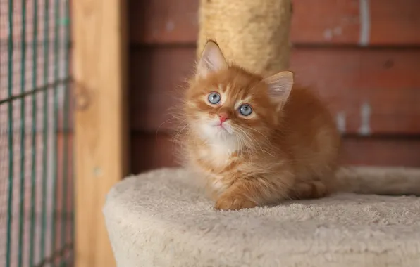 Кошка, взгляд, поза, котенок, стена, малыш, рыжий, милый
