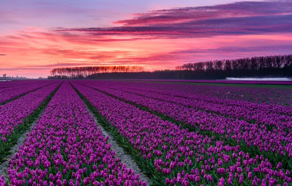 Облака, зарево, тюльпаны, Нидерланды, плантация